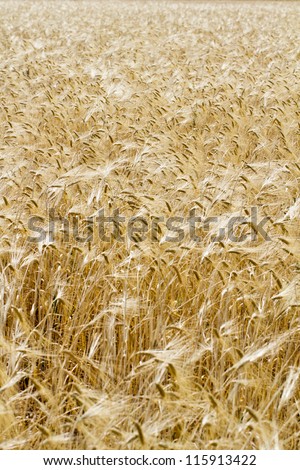 View of a golden wheat plantation on the countryside.