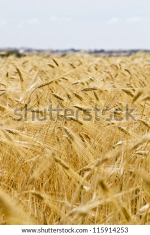 View of a golden wheat plantation on the countryside.