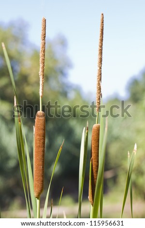 Close up view of a typha plant next to a river.