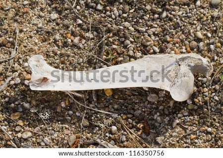 Close view of leg bone of a sheep on the ground.
