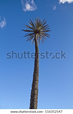 View of the tall Washingtonia robusta palm tree over a blue sky.
