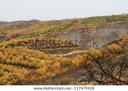 Desolate view of the remains of a forest after a fire.