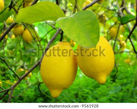 view of two lemons hanging on a lemon tree, surround by foliage.