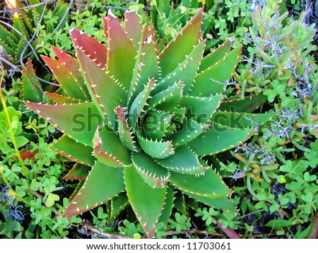 Aloe brevifolia is a type of shortleaf aloe plant, here seen among a bunch of clover weeds.