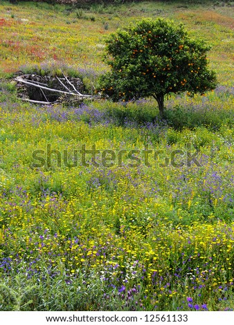 Single orange tree and an abandoned well on a filled flower hill.
