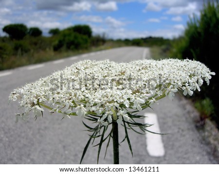 Wild carrot on the side of the road.