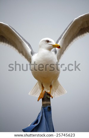 View of a yellow-legged seagull with open wide wings on top of a flag.