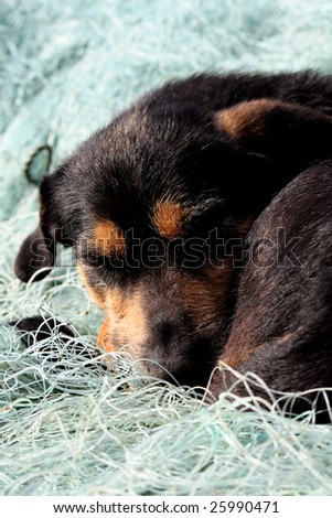 Tiny black and brown dog, sleeping on top of some fishing net.