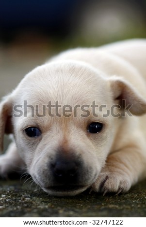 Closeup view of a newborn puppy on the floor.