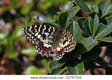 Southern Festoon Zerynthia Polyxena Butterfly Landed On