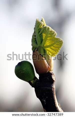 View of a branch of a fig tree with tiny leaf and fig.