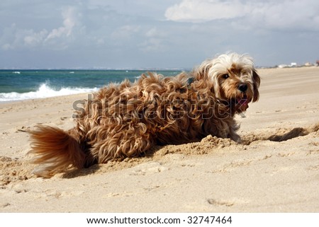 Long yellow and brown fur domestic dog digging a hole on the sand.