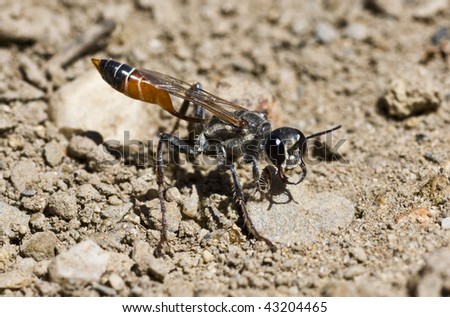 Macro view of a sand digger wasp on the ground.