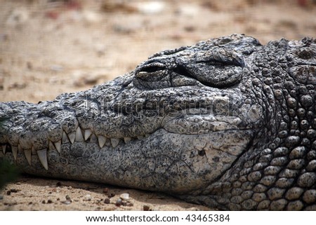 Close up view of the head of a sleepy crocodile.