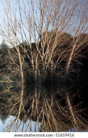 View of the reflection of a tall tree with no leafs submerged on a lake.