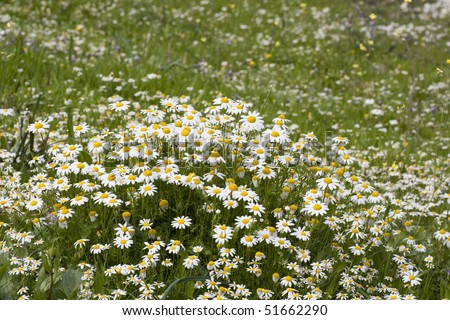 Many daisy flowers on a spring field.