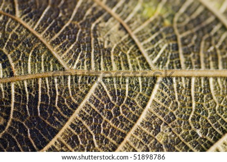 Close up view of the veins of a green leaf.