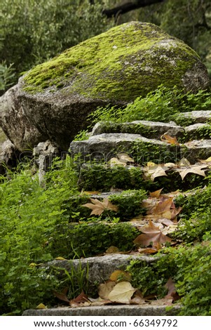 View of some stairs on a forest with green moss and fallen leafs.
