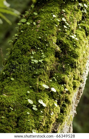 Detail view of some green moss and little plants on the bark of a tree.