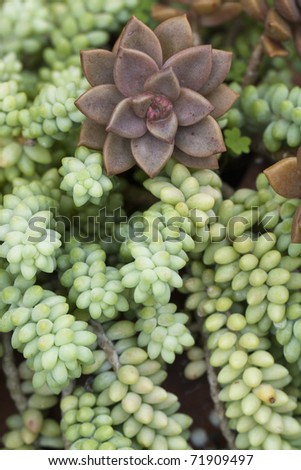 Burro\'s Tail or Jelly Bean Plant it\'s the name of this succulent plant.