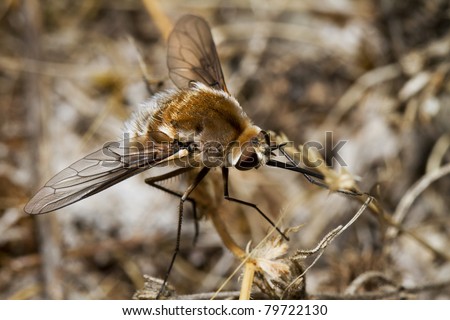 Close up view of the Bombyliidae Major bee fly.