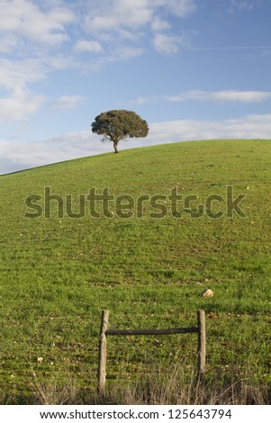 View of empty green hills with very few scattered trees on Alentejo, Portugal.