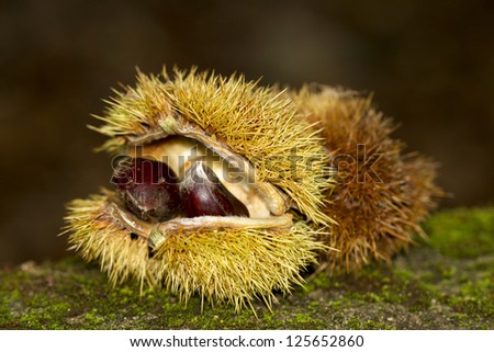 Close up view of a sweet chestnut fruit in the forest ground.