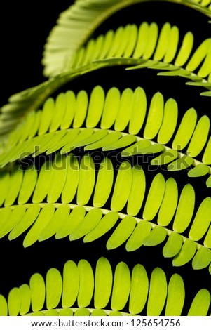 Close view of the beautiful leaf lines on a fern in the forest.