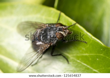 Close view of an common fly insect in the garden.