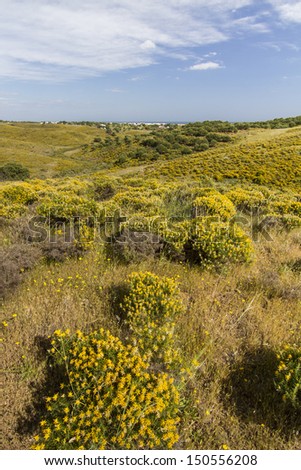 Beautiful spring view of Algarve countryside hills with yellow bushes and blue sky with white clouds located in Portugal.