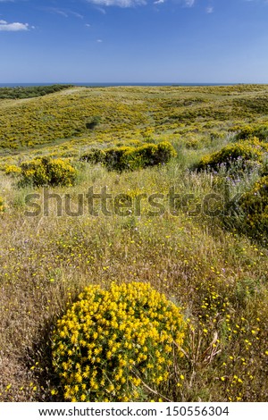 Beautiful spring view of Algarve countryside hills with yellow bushes and blue sky with white clouds located in Portugal.