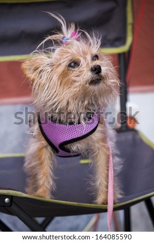Close view of a funny clothed looking small dog.