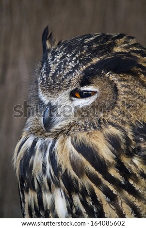 Close up view of the Eurasian Eagle-Owl (Bubo bubo).