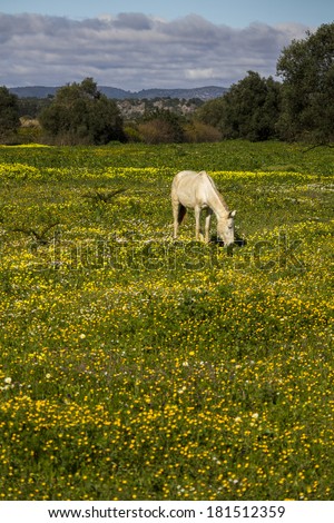 Beautiful relaxed scene of a white horse on a landscape field of yellow flowers.