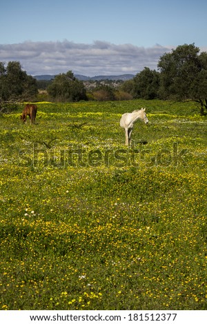 Beautiful relaxed scene of horses on a landscape field of yellow flowers.