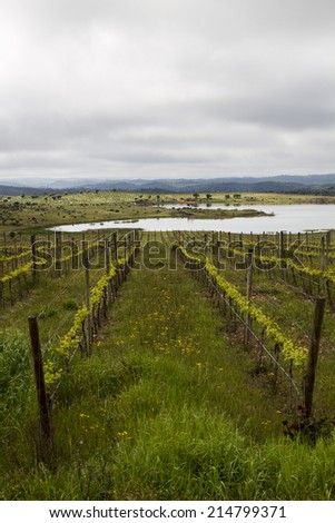 Landscape view of a grape vineyard cultivation in the Alentejo region, Portugal.