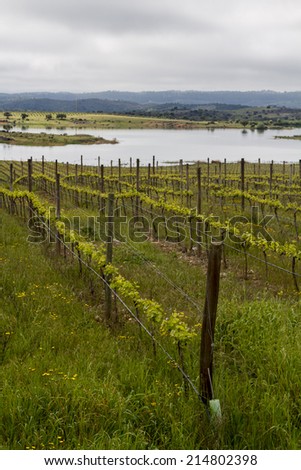 Landscape view of a grape vineyard cultivation in the Alentejo region, Portugal.