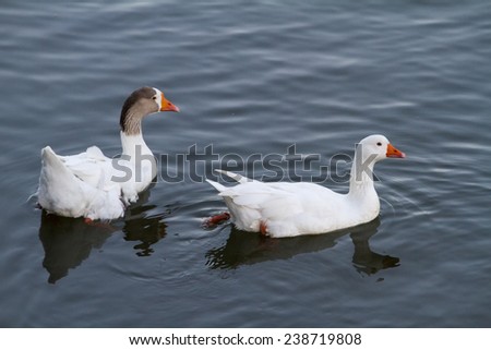 Top view of two white ducks swimming on a pond.