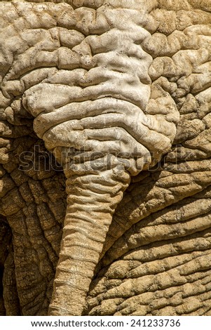 Close up view of the skin texture of an African Elephant.