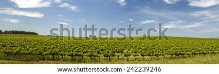 View of vineyard plantation in the Alentejo region, located in Evora, Portugal.