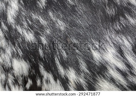 View of a black and white goat fur texture.