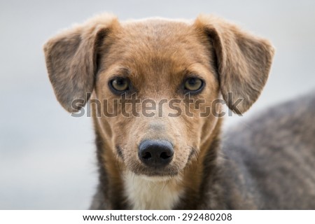 Close up view of the head of cute domestic dog.