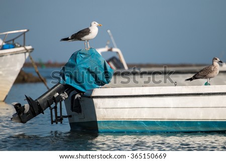 Close up view of an anchored traditional fishing boat with seagulls.