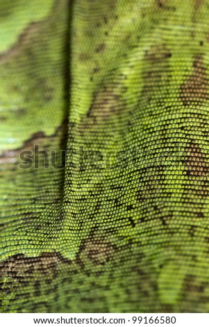 Close view of an iguana lizard skin texture.
