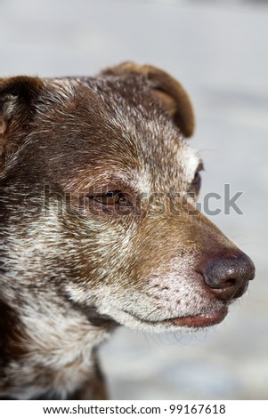 Close up view of an old domestic dog.