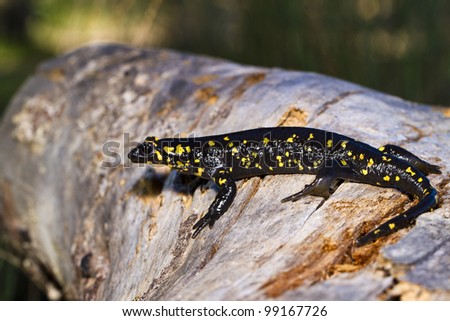 Close up view of a fire salamander in the nature.