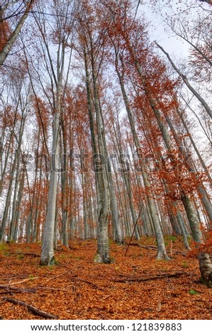 Autumn trees in late Autumn