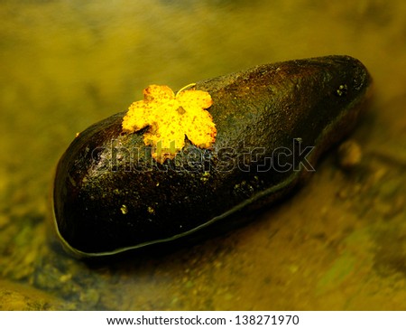 Yellow leaf on a rock with river trace.