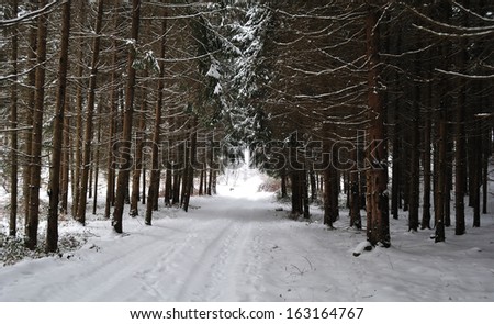 Pine tree road in winter forest