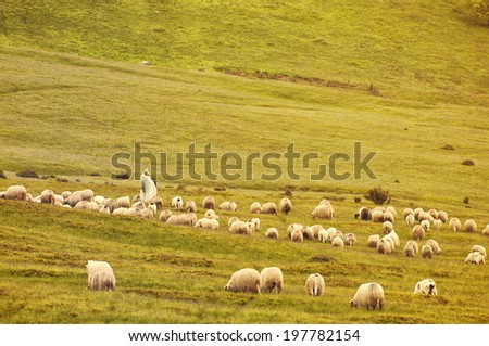 Lonely shepherd with sheep  in high mountains.